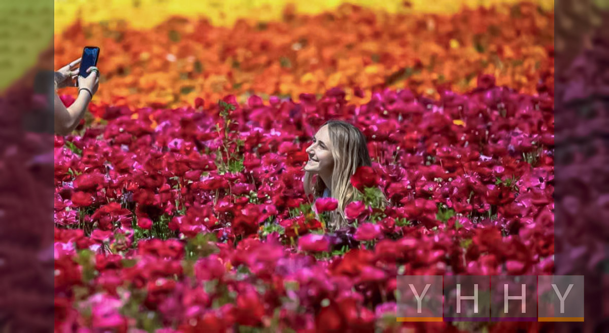 Цветочные поля Карлсбад в Калифорнии приветствуют посетителей пышными цветами