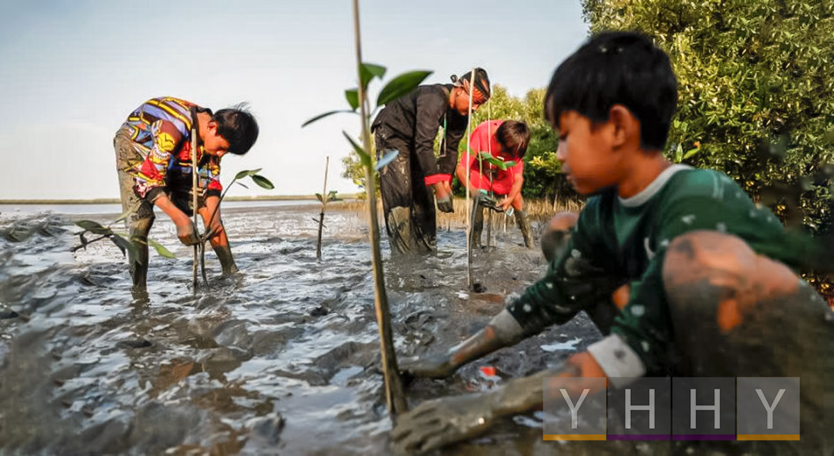 Экологи сражаются за спасение мангровых зарослей Индонезии