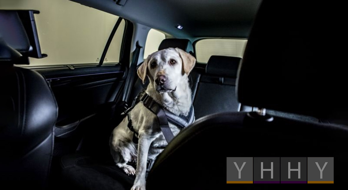 Как обезопасить собаку в машине?