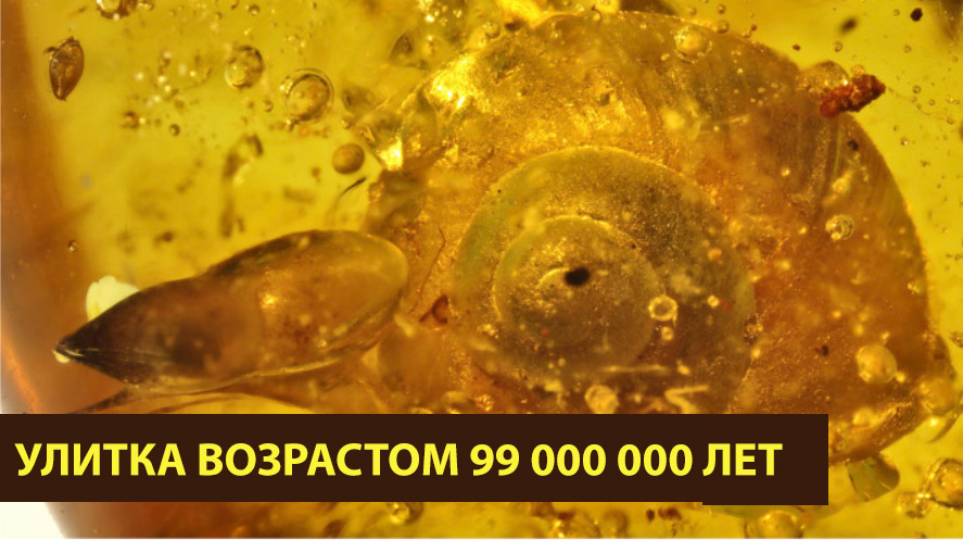 Найдена улитка возрастом 99 миллионов лет