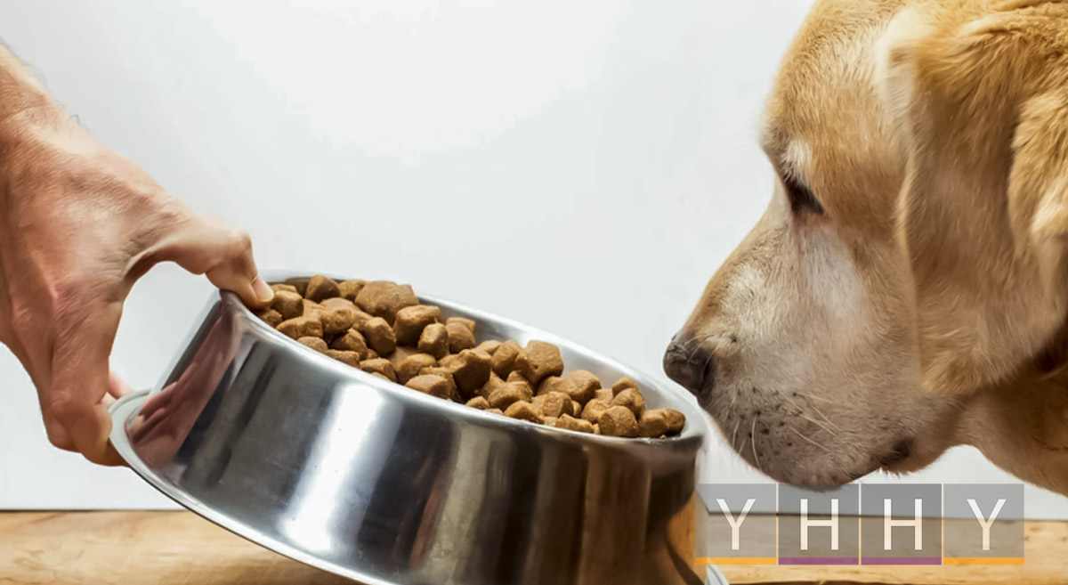 Кормление и питание собак