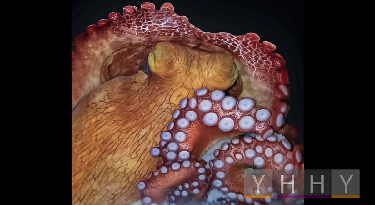 Исследование осьминогов дает представление об эволюции сна