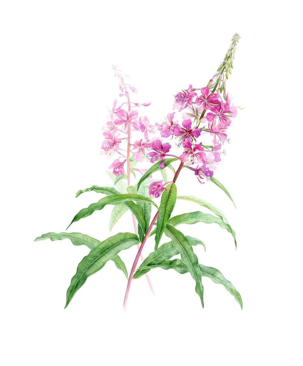 Афиша Флора Юго-Запада Москвы