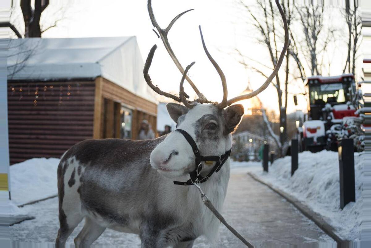Афиша Городская ферма